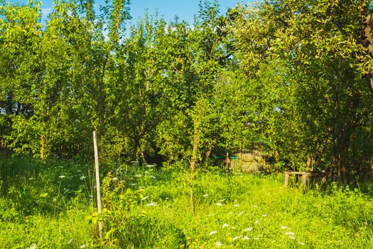apple orchard in the backyard
