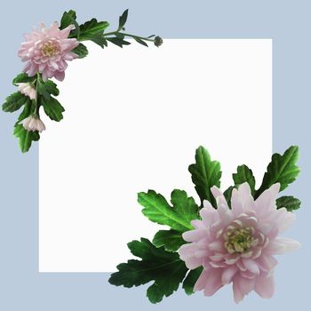 Blue square frame with pink chrysanthemums and green leaves and twigs with white space for text.