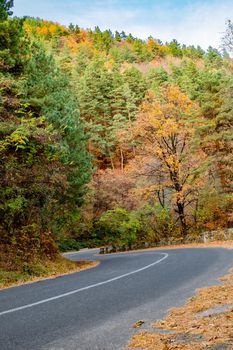 asphalt road through autumn woods