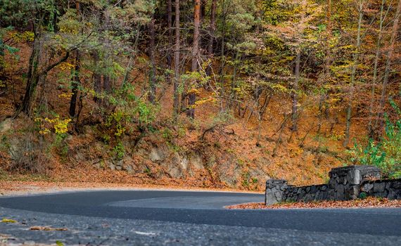 asphalt road through autumn woods