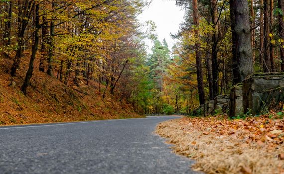 asphalt road through autumn woods