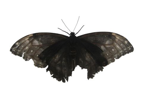 Black butterfly. Black moth isolated on white background.