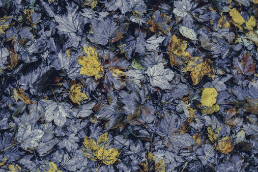 autumn leaves in the forest