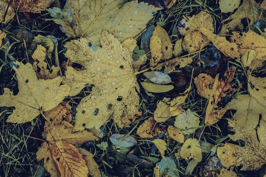 autumn leaves in the forest