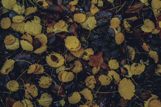 autumn leaves in the forest