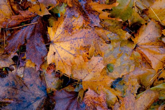 autumn leaves in the forest