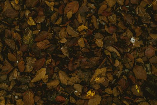 autumn leaves in the forest