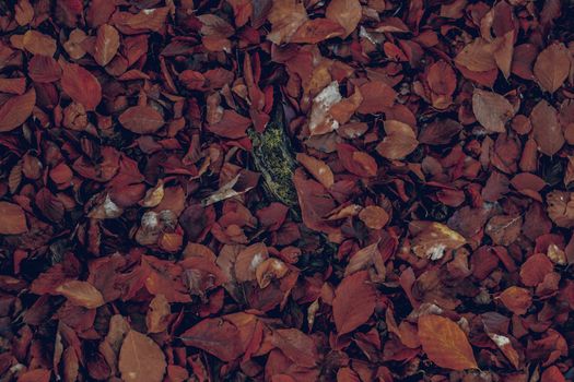 autumn leaves in the forest