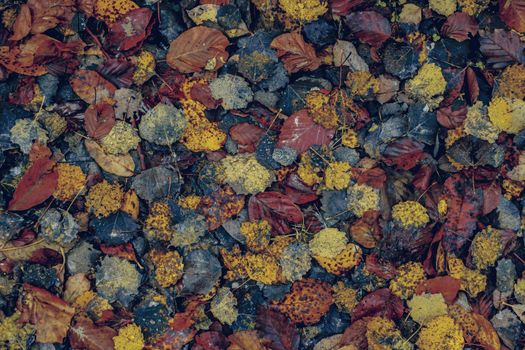 autumn leaves in the forest