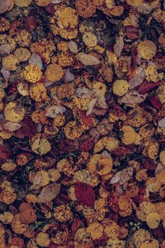 autumn leaves in the forest