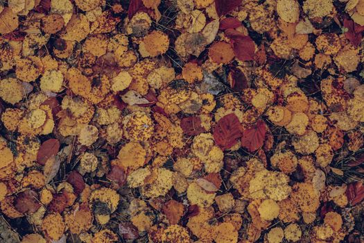 autumn leaves in the forest