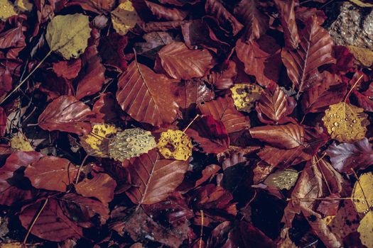 autumn leaves in the forest