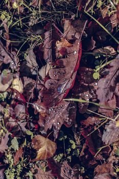 autumn leaves in the forest