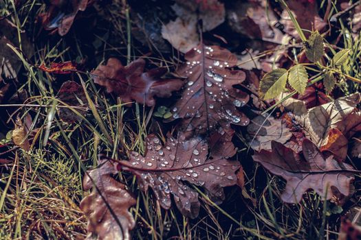 autumn leaves in the forest