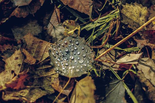 autumn leaves in the forest