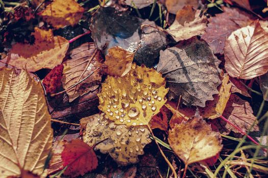 autumn leaves in the forest