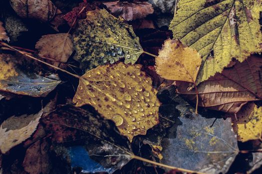 autumn leaves in the forest