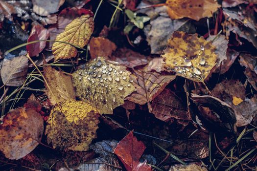 autumn leaves in the forest