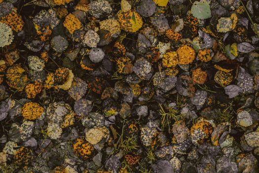autumn leaves in the forest