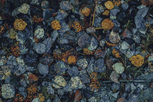 autumn leaves in the forest