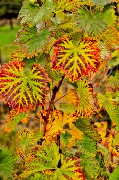 autumn vine leaves details view