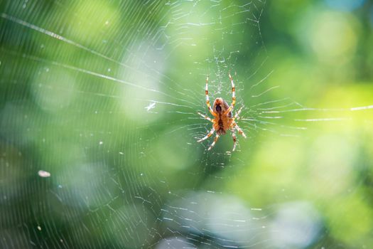 Beautiful spider web photographed in the forest