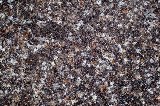 birds poop droppings on asphalt road