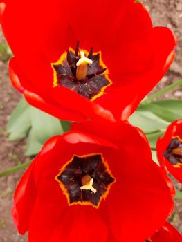 Opened tulip flower close-up on a background of greenery.