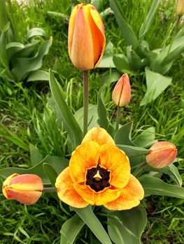 Opened tulip flower close-up on a background of greenery.