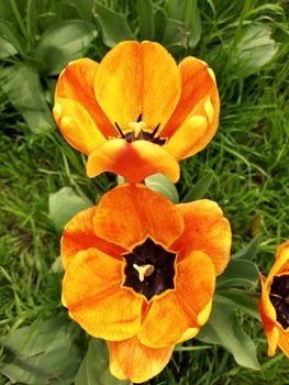 Opened tulip flower close-up on a background of greenery.