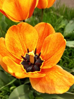 Opened tulip flower close-up on a background of greenery.