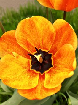 Opened tulip flower close-up on a background of greenery.