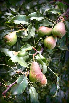 In the garden on the branches of trees ripens pear harvest.