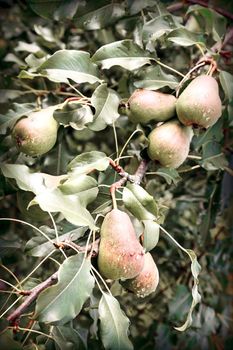 In the garden on the branches of trees ripens pear harvest.