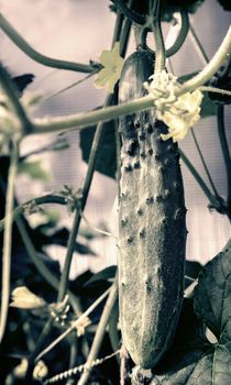 In the greenhouse among the green shoots and yellow flowers of the cucumber growing young green cucumber.