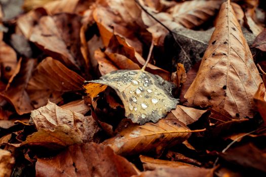 dried leaves walking in the forest