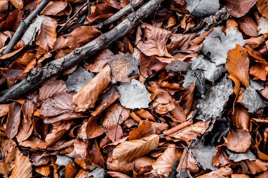 dried leaves walking in the forest
