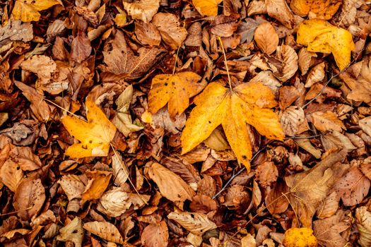 dried leaves walking in the forest