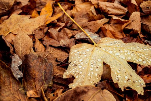 dried leaves walking in the forest