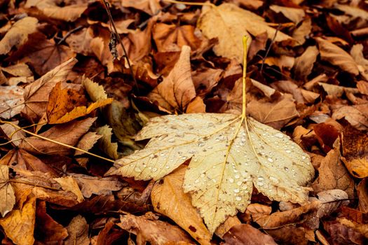 dried leaves walking in the forest