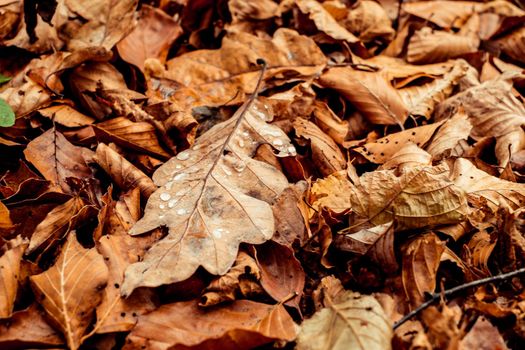dried leaves walking in the forest