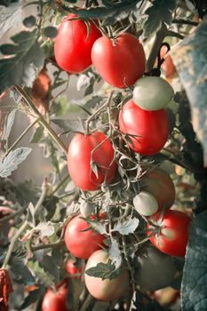 Large ripe tomatoes ripen in the garden among the green leaves. Presents closeup.