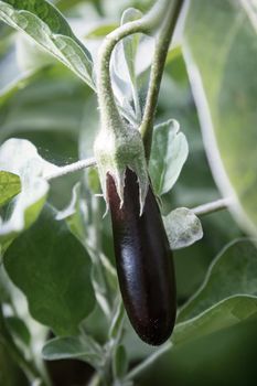 In the garden, the eggplants ripen among the green leaves. Vertical arrangement.