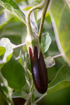 In the garden, the eggplants ripen among the green leaves. Vertical arrangement.