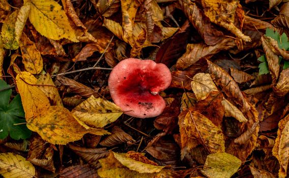 mushrooms among the autumn leaves