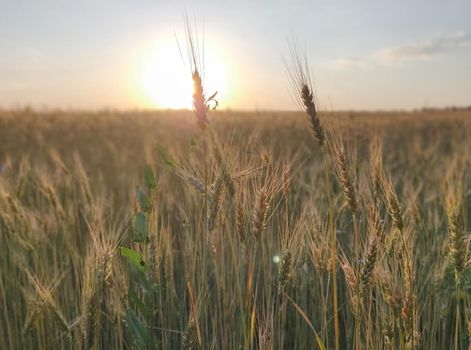 Wheat is growing in the field, young crop. Organic nature food