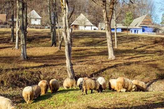 Sheep grazing near the village, Transylvania, Romania