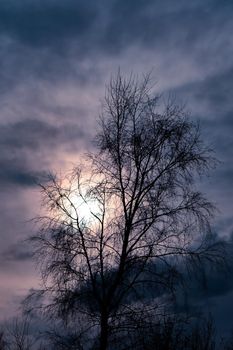 silhouette of a tree with the sun in the background with dark clouds