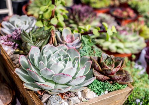 small pots with various cactus plants