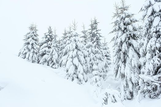 Snow was falling over the  fir trees